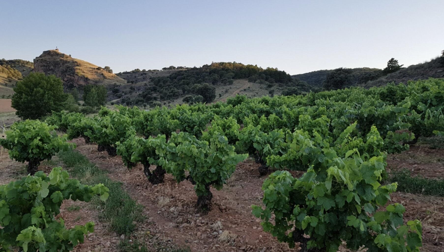 Viñedos con La Peña al fondo